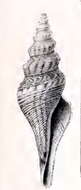 Image of Nihonia circumstricta (Martens 1901)