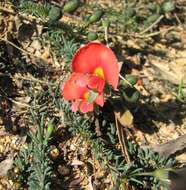 Image of Dwarf Wedge-pea