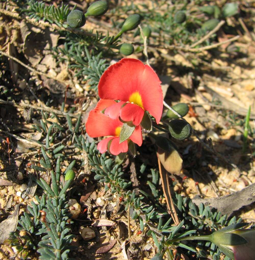 Image of Dwarf Wedge-pea