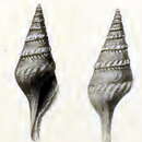 Imagem de Sibogasyrinx pyramidalis (Schepman 1913)