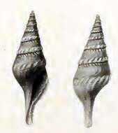 Imagem de Sibogasyrinx pyramidalis (Schepman 1913)