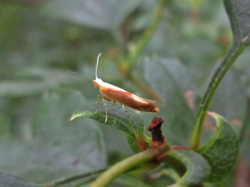 Imagem de Argyresthia albistria Haworth 1828