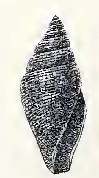 Image of Benthofascis atractoides