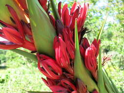 Doryanthes palmeri W. Bull resmi