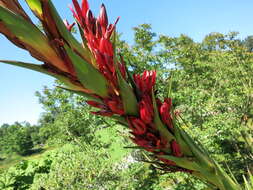 Doryanthes palmeri W. Bull resmi