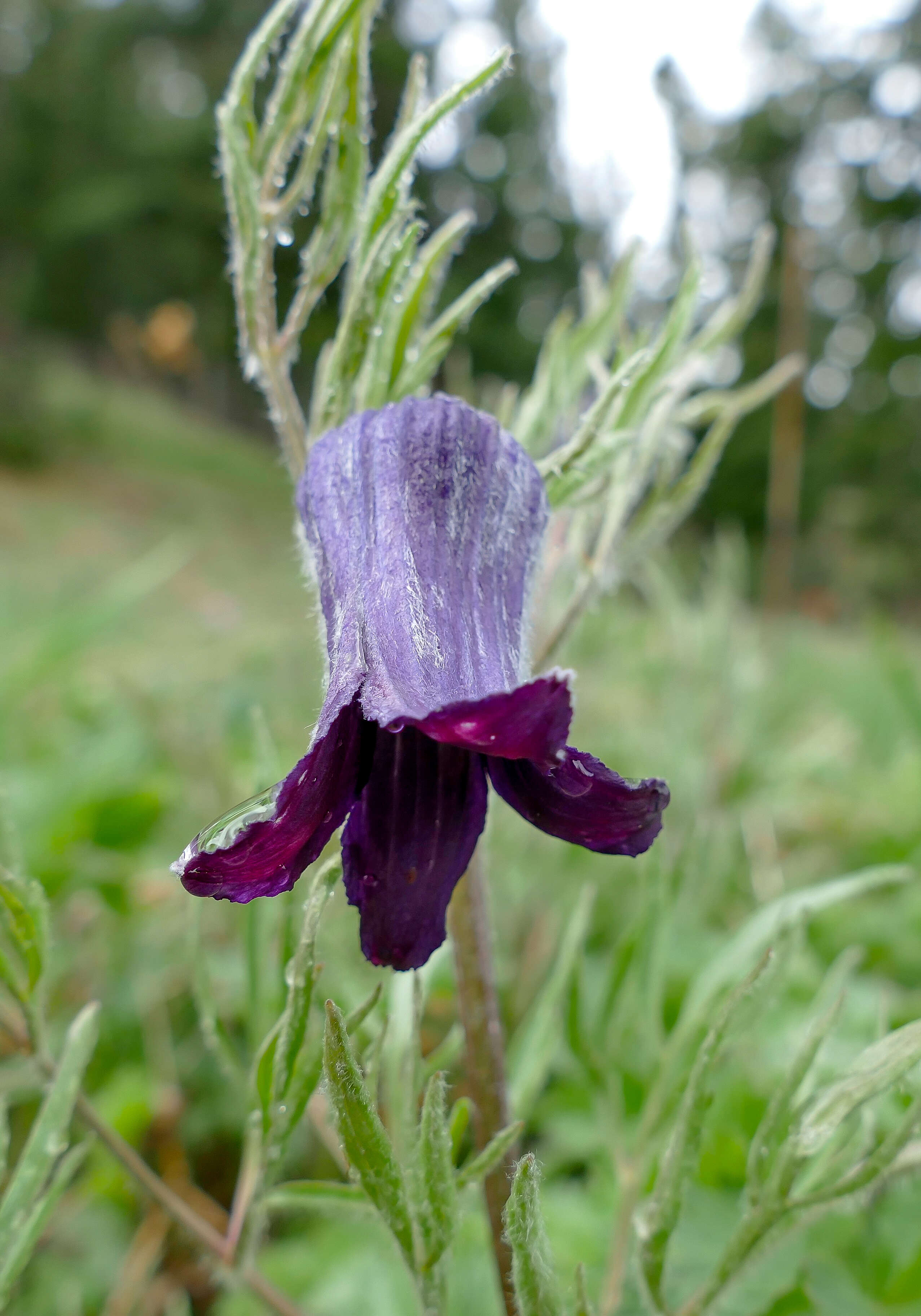 Image of hairy clematis