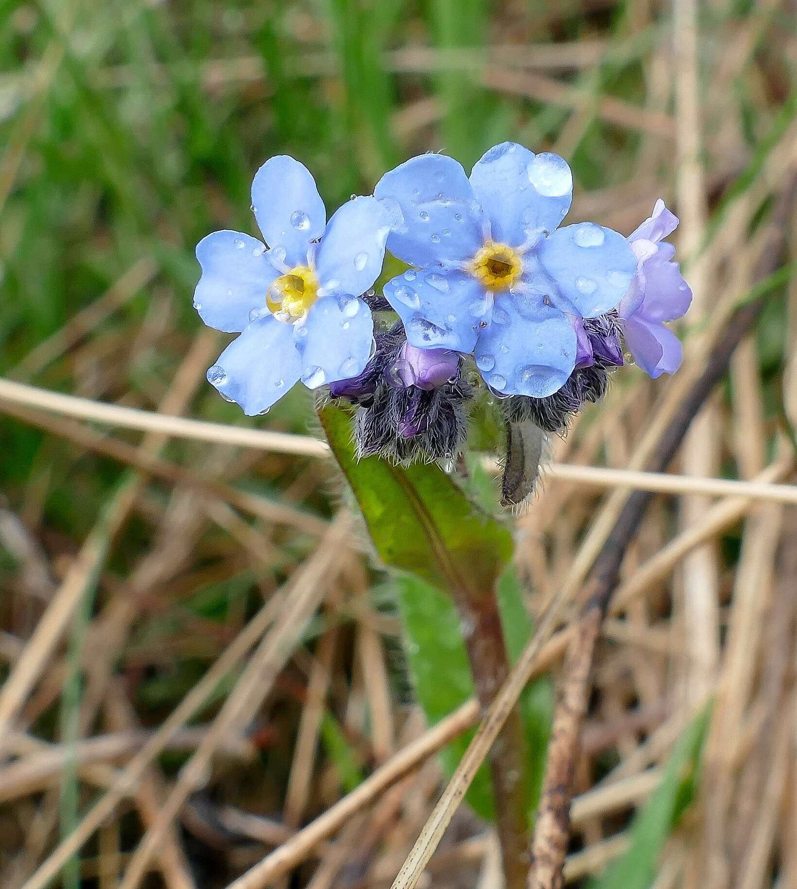 Image of manyflower stickseed