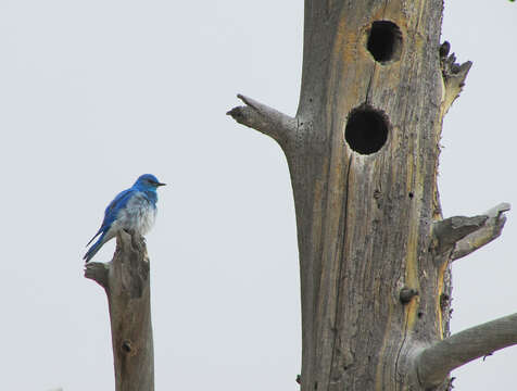 Image of Mountain Bluebird