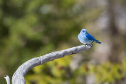 Image of Mountain Bluebird