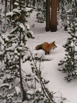 Image of snowshoe hare