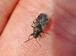 Image of Nettle Ground Bug