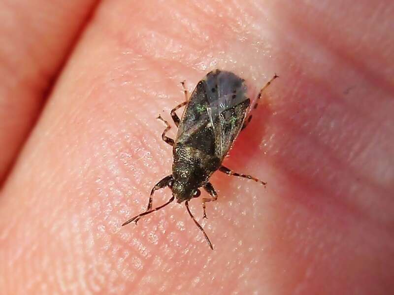 Image of Nettle Ground Bug