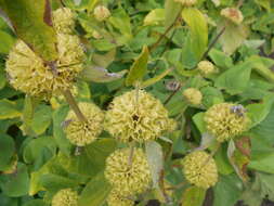 Image of Phlomis russeliana (Sims) Lag. ex Benth.