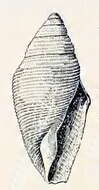 Image of Benthofascis biconica (Hedley 1903)