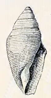 صورة Benthofascis biconica (Hedley 1903)