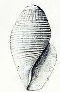 Image of Benthofascis sarcinula (Hedley 1905)