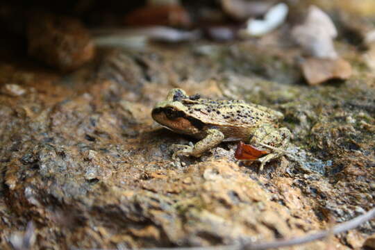 Image of Alsodes valdiviensis Formas, Cuevas & Brieva 2002