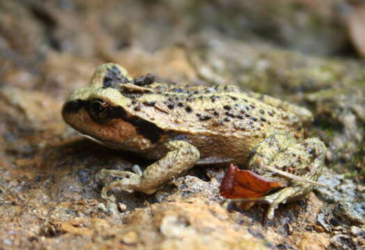 Image of Alsodes valdiviensis Formas, Cuevas & Brieva 2002