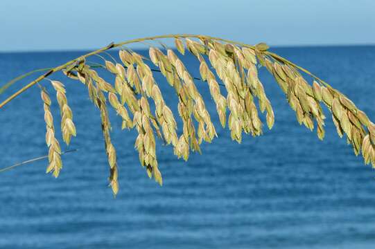 Imagem de Uniola paniculata L.