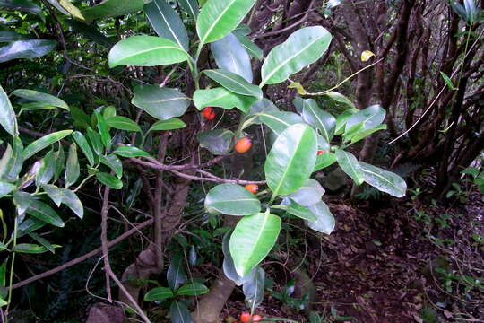 Image of Coprosma putida C. Moore & F. Muell.