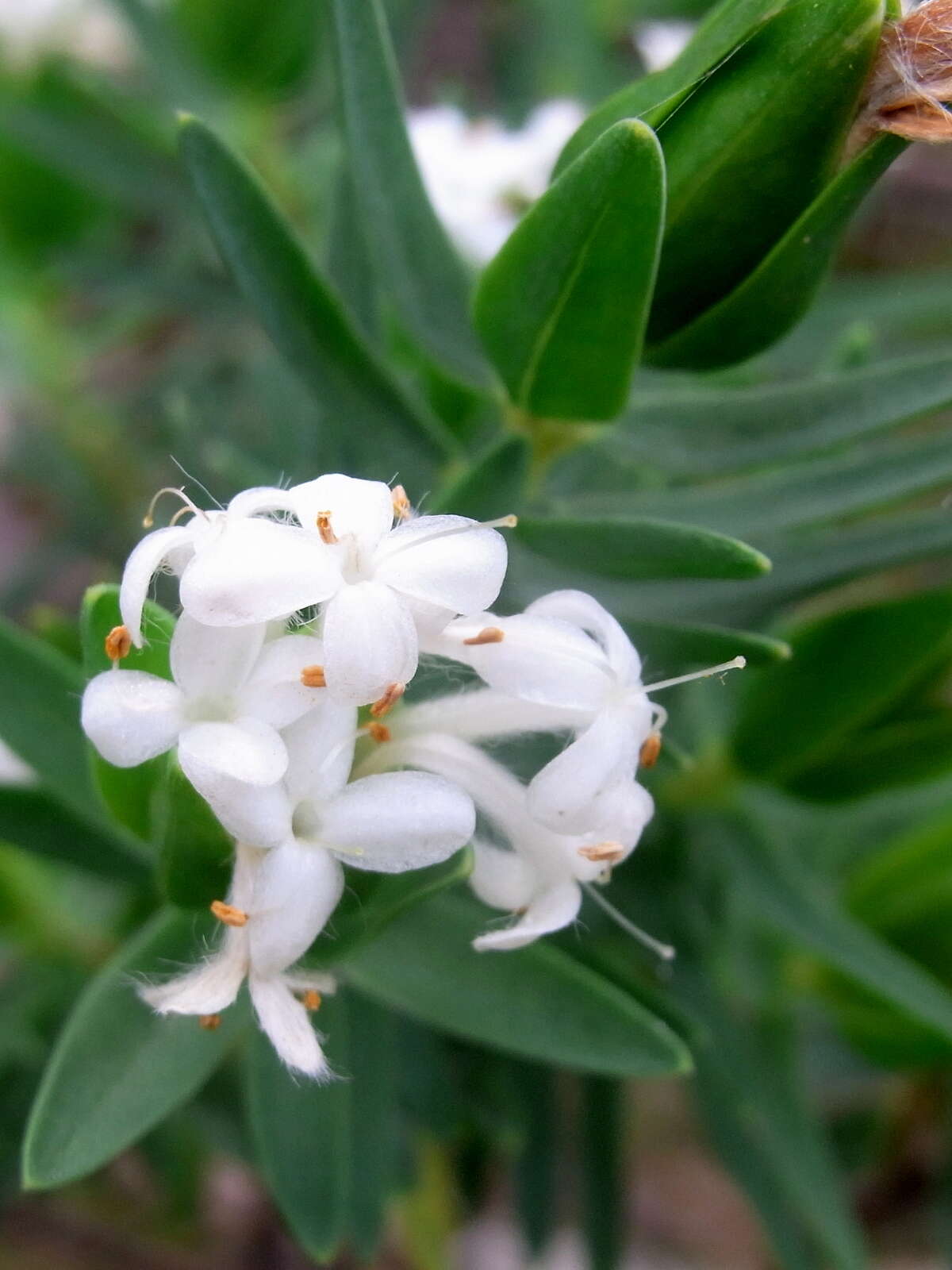 Image of Pimelea congesta F. Müll.