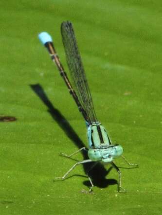 Image of Catshead Sprite