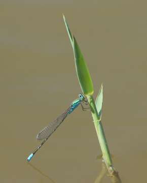 Image of Catshead Sprite