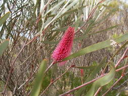 Image of pincushion tree