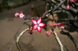 Image de Adenium obesum subsp. multiflorum (Klotzsch) G. D. Rowley