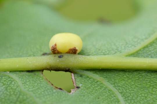 Image of Oyster Gall Wasp