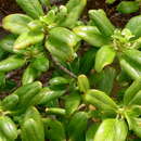 Image of Coprosma prisca W. R. B. Oliv.