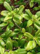 Image of Coprosma prisca W. R. B. Oliv.