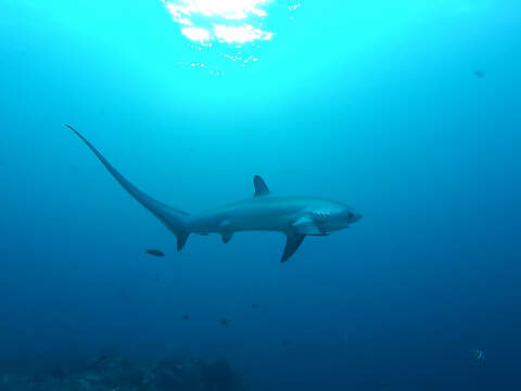 Imagem de Alopias pelagicus Nakamura 1935