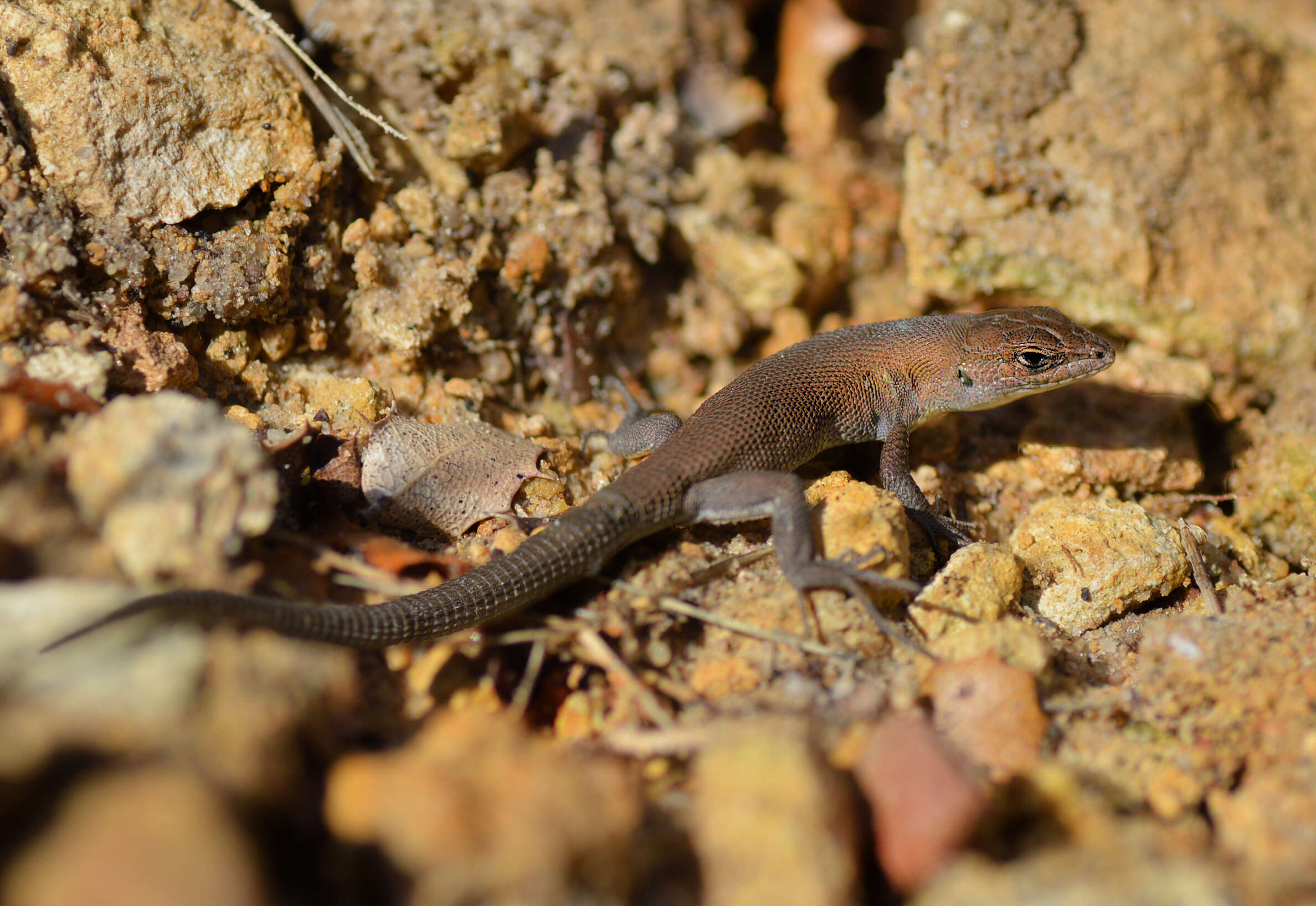 Image de Psammodromus hispanicus Fitzinger 1826