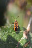 Image of black & red squash bug