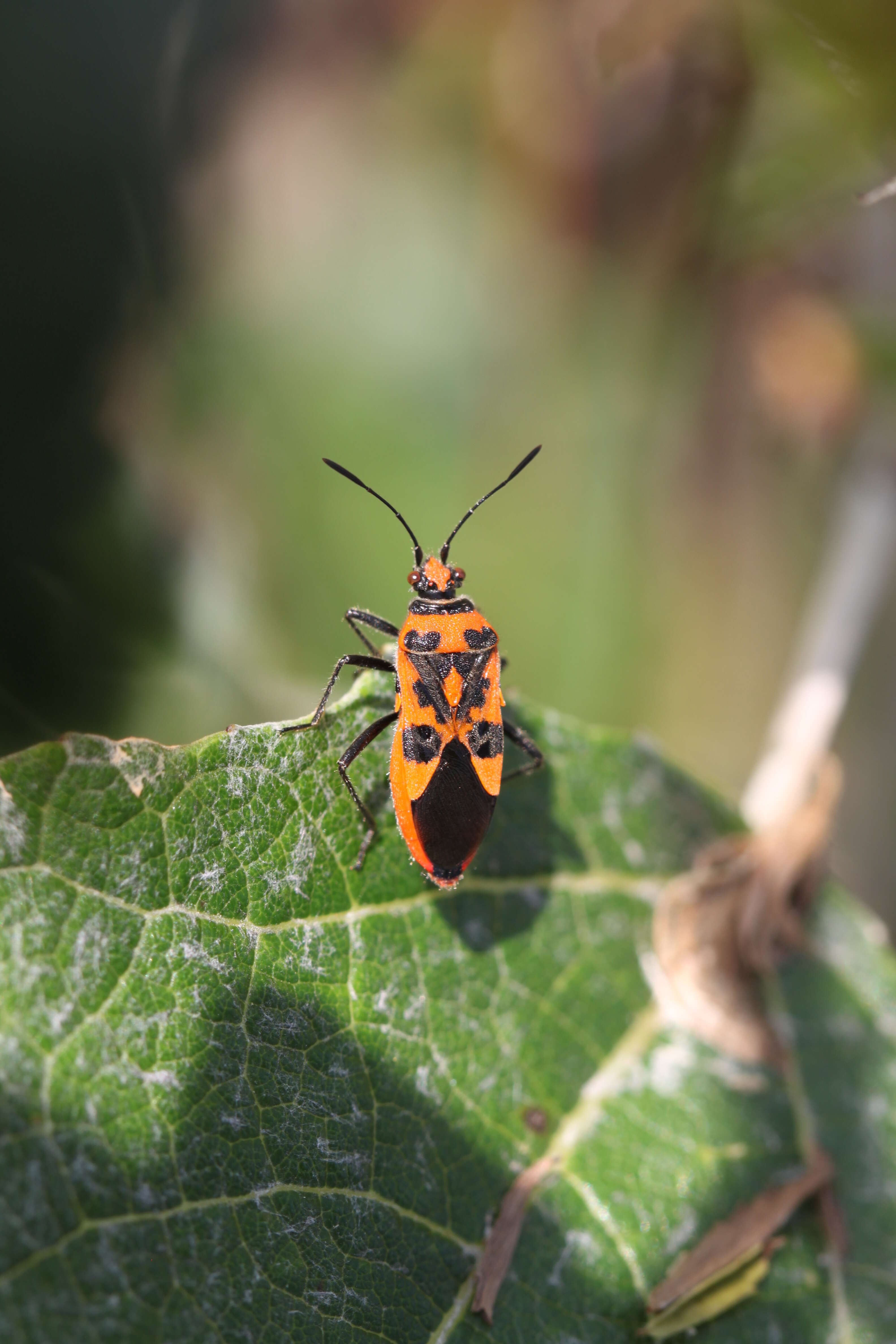 Image of black & red squash bug