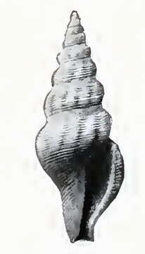 Image of Agladrillia benjamini (Bartsch 1915)