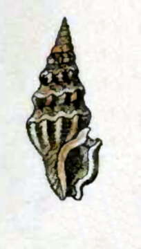 Image of Agladrillia nitens (Hinds 1843)