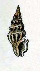 Image of Agladrillia nitens (Hinds 1843)