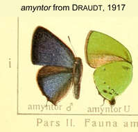 Image of Cyanophrys amyntor (Cramer (1775))