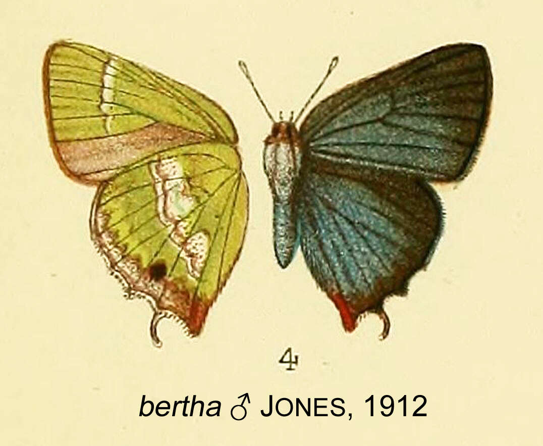 Image of Cyanophrys bertha (Jones 1912)