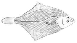 Sivun Pseudopleuronectes obscurus (Herzenstein 1890) kuva