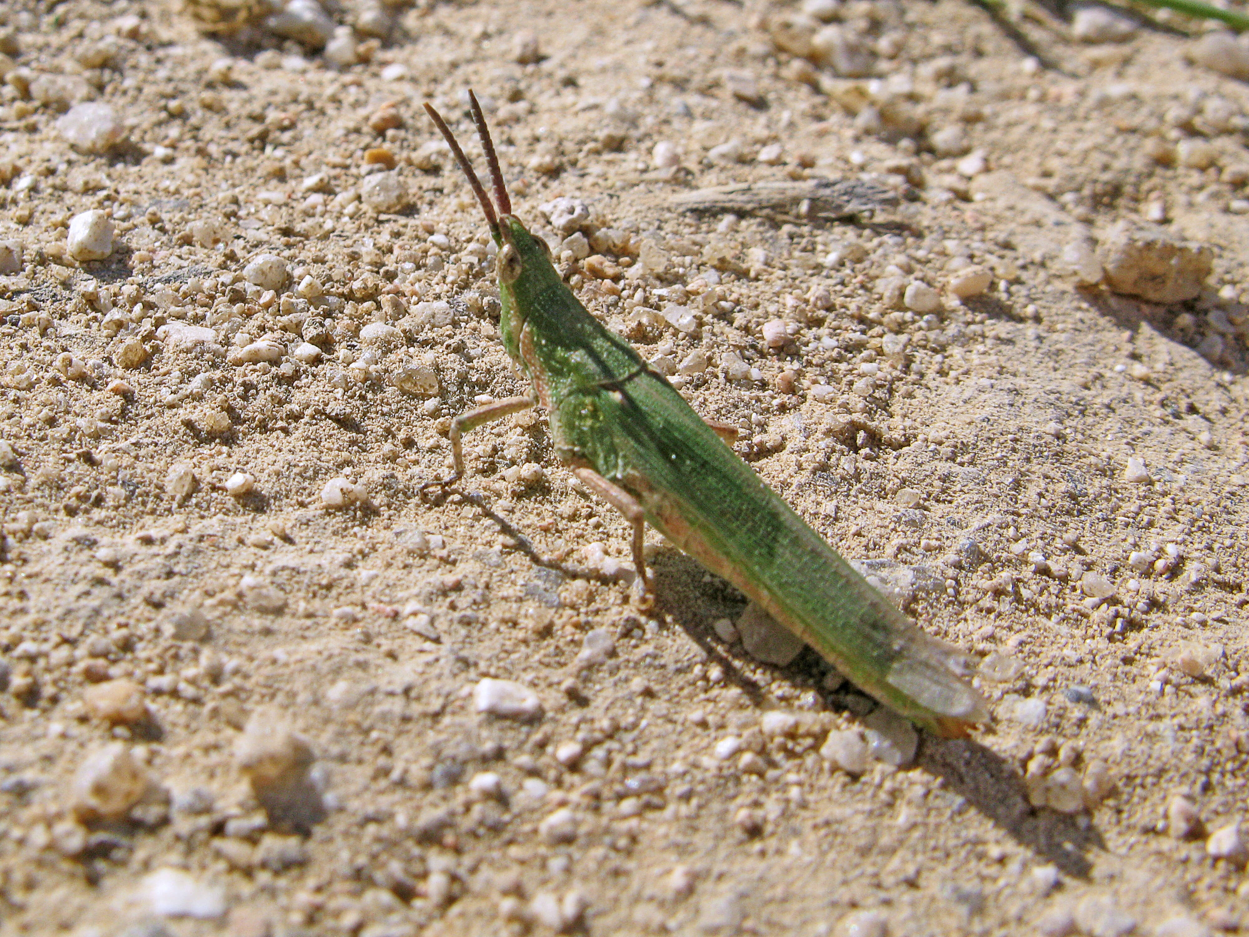 Plancia ëd Pyrgomorpha (Pyrgomorpha) conica (Olivier & G. A. 1791)