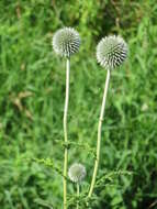 Image of tall globethistle