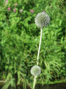 Image of tall globethistle