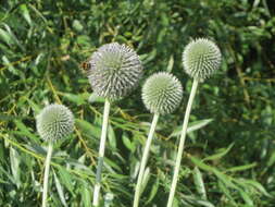 Image of tall globethistle