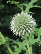 Image of tall globethistle