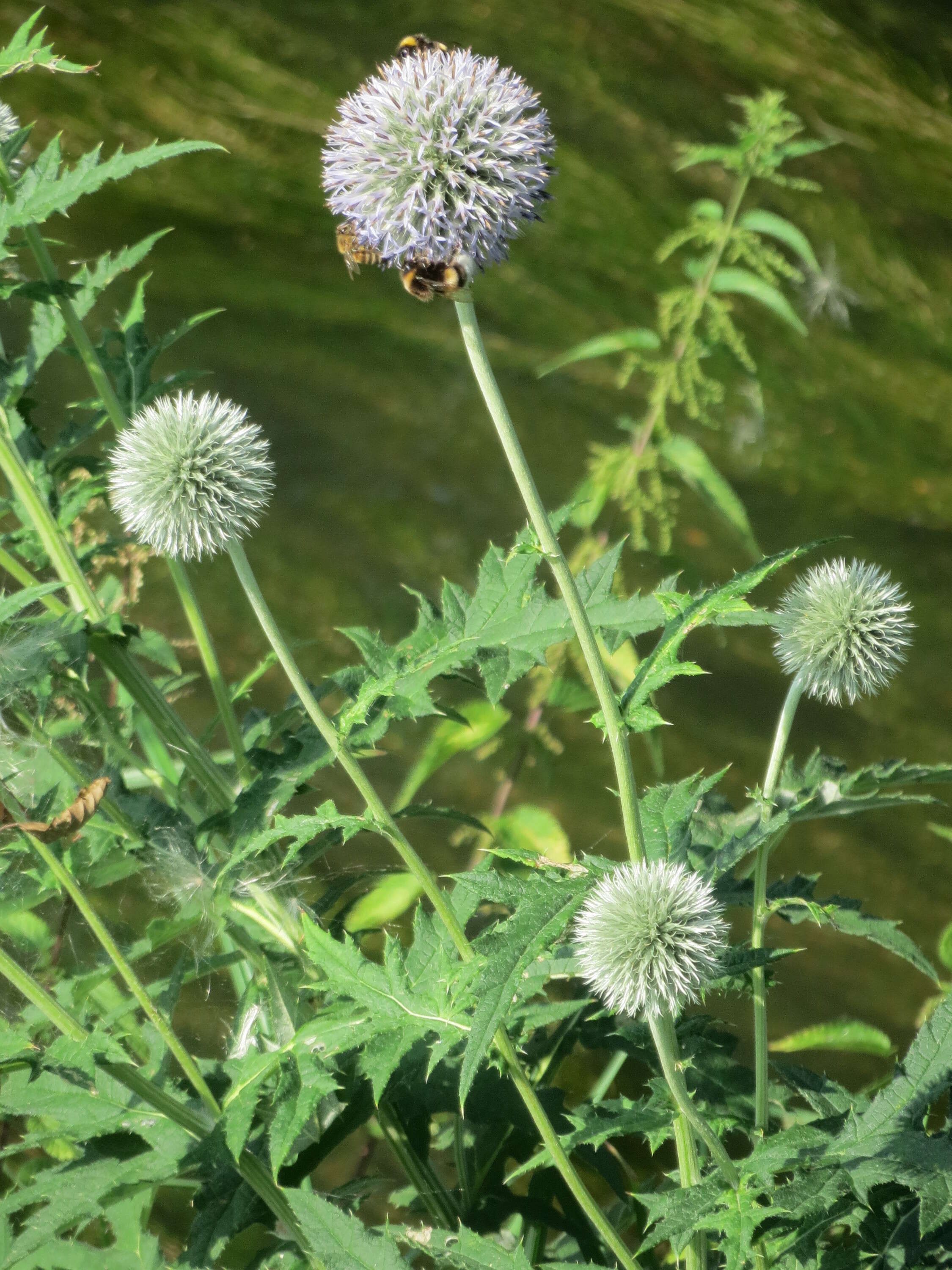 Image of tall globethistle