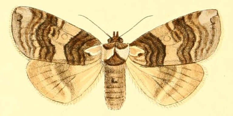 Image of Euthyatira semicircularis Grote 1881