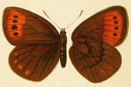 Image of Erebia fletcheri Elwes 1899